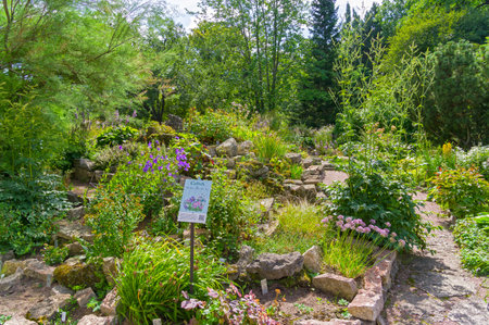 Alpine slide with plants that are typical in Siberia. Botanical Garden of St. Petersburg, Russia. Sunny day in August.の写真素材