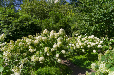 Blooming white hydrangea bushes under the bright summer sun. Aptekarsky Ogorod (a branch of the...