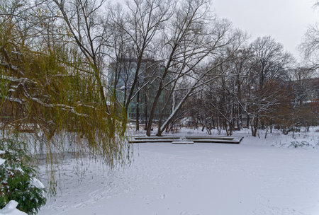 Snowy frozen pond in the park. Late November, cloudy. Aptekarsky Ogorod (a branch of the botanical garden of Moscow State University). Moscow, Russia.の写真素材