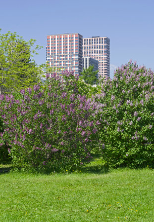 Lilac Garden in Moscow (Schelkovskoe Highway, 8) during the flowering period. Sunny day at the end of May.の写真素材