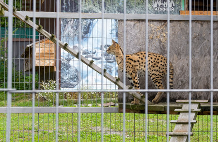 Serval in the zoo. Taiga Zoo in the village of Artybash on the shore of Lake Teletskoye, Russia....