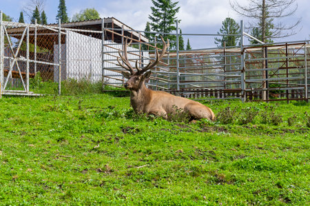 A male Altai maral in an enclosure at the zoo."Taiga Zoo" in the village of Artybash on the shore of Lake Teletskoye, Russia. August.の写真素材