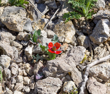 Blooming miniature poppy. Crimea, April.の写真素材