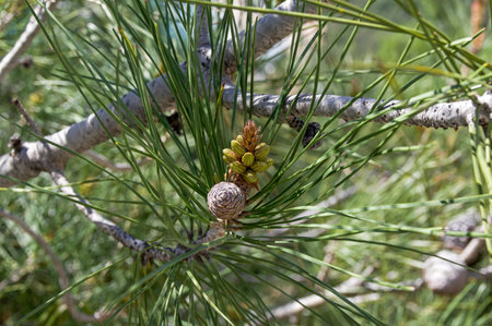 Flowering of the relict Sudak pine (Stankevich pine or Turkish pine, lat. Pinus brutia). Crimea,...