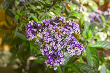Flowering garden heliotrope (lat.Heliotropium arborescens) Greenhouse in the Tsaritsyno...