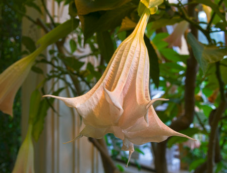 Brugmansia flower. Greenhouse in the Tsaritsyno Museum-Reserve, Moscow, Russia.の写真素材