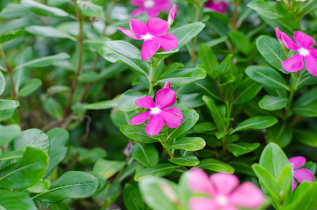 Beautiful flowering flowersの写真素材