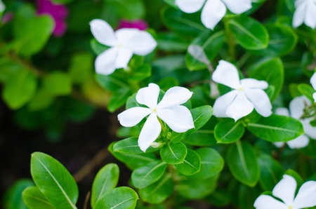 White flowersの写真素材