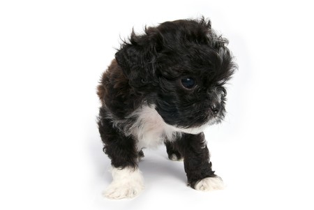 Little Shihtzu puppy cute dog in isolatedの写真素材