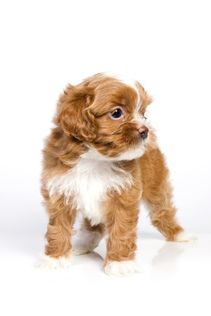 Puppy little havanese small and cute in white isolatedの写真素材