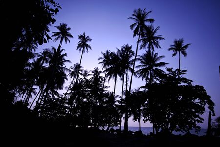 Coconut tree at sunrise - Kao mak, Thailandの写真素材