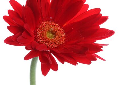 Close up of red gerbera and petals with water drop on whiteの写真素材
