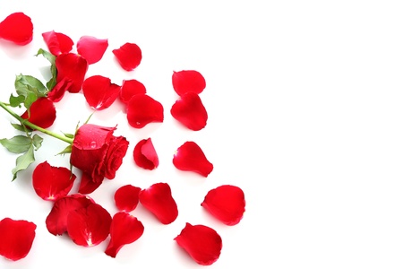 Red Rose   Petals with blank copy space on whiteの写真素材