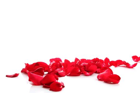 Petals of a rose on a white background の写真素材
