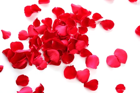 Petals of a rose on a white background の写真素材