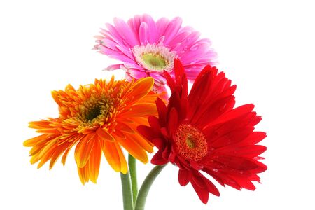 Colorful gerbers flowers head with dew on isolated white backgroundの写真素材