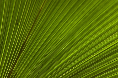 Abstract natural pattern created by palm leafの写真素材