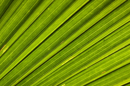 Abstract natural pattern created by palm leafの写真素材