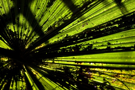 Abstract natural pattern created by palm leafの写真素材
