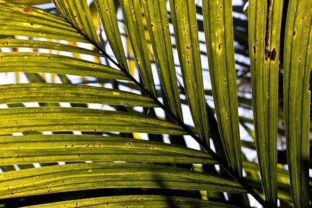 Abstract natural pattern created by palm leafの写真素材