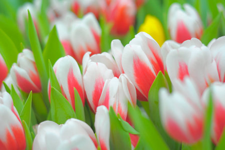 Tulipsの写真素材