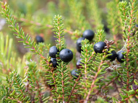 wild boreal black crowberry plant on forest swampの写真素材