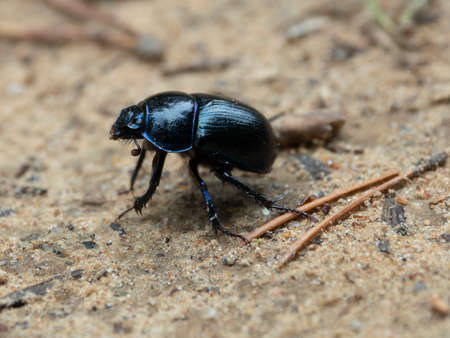 Anoplotrupes stercorosus dor beetle autumn wild forest macroの写真素材
