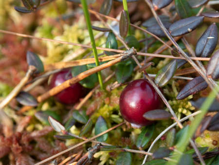 cranberry berry macro boreal northern swamp food wild forest autumn