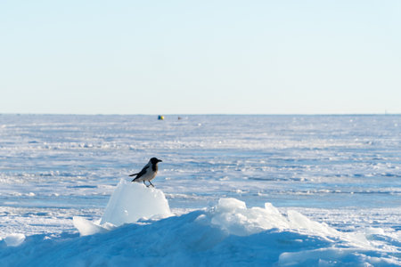 A bird on the ice of Lake Baikal in winter.