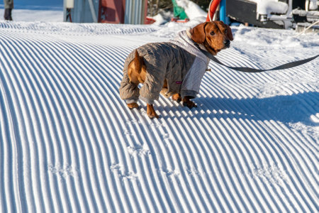 Dachshund in winter clothes on a snow-covered slopeの写真素材