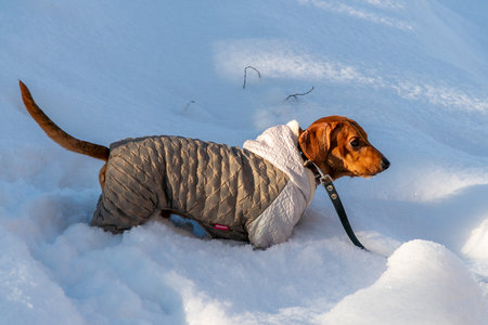 Dachshund puppy in winter clothes lies on the snow.の写真素材