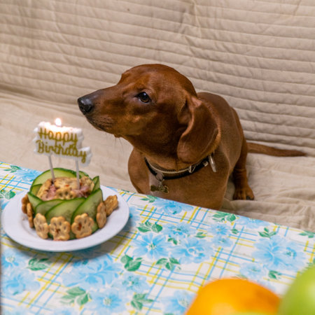 A Miniature Dachshund sits in front of a table with a birthday cake.の写真素材