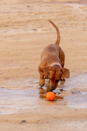 Dachshund playing with an orange ball on the beachの写真素材