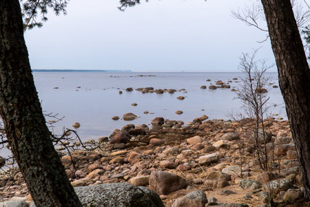 rocky beach in the countryside with trees and sand on the shoresの写真素材