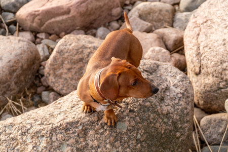 Miniature Dachshund sitting on the rock. Selective focus.の写真素材
