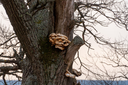 Fungus on a tree in the winter, close-upの写真素材