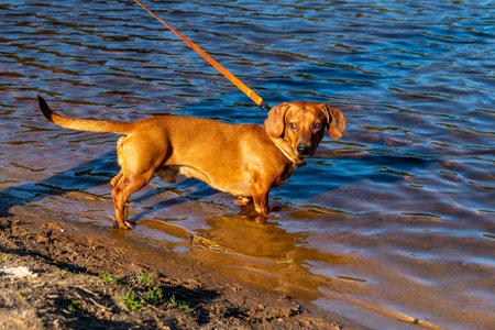 A dachshund dog walking in the water.の写真素材