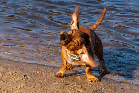 Dachshund dog playing in the water on the beach.の写真素材