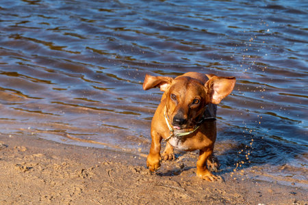 Miniature Dachshund playing in the water on the beachの写真素材
