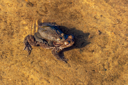 Common toad (Bufo bufo) in the waterの写真素材