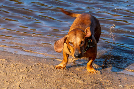 Dachshund dog running in the water on a sunny dayの写真素材