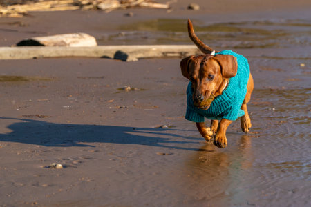 A Miniature Dachshund in a blue knitted sweater runs along the beach.