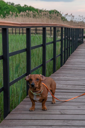 Dachshund dog standing on a wooden bridge in a park.の写真素材