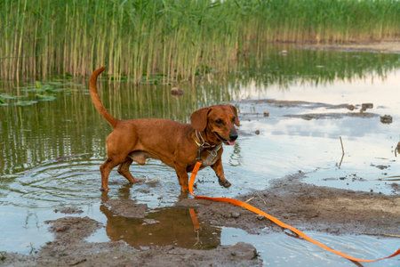 dog running in the puddle with orange leashの写真素材