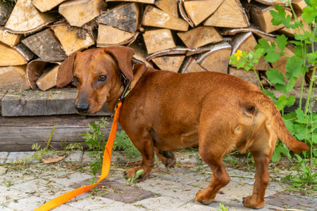 Brown dachshund puppy on a leash standing in front of firewoodの写真素材