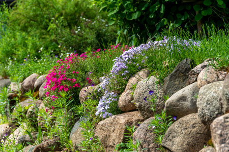Colorful flowers in the garden with stone wall in summer day.の写真素材