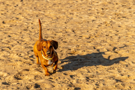 Dachshund running on the beach in the evening light.の写真素材