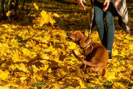 Dachshund puppy playing with leaves in autumn park. Selective focus.の写真素材