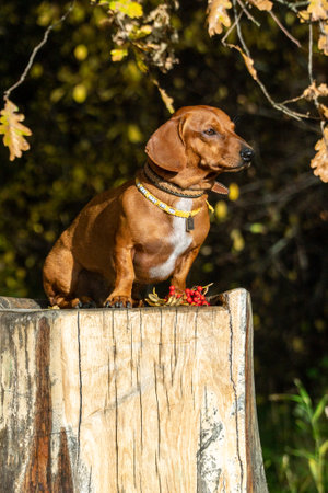 Dachshund dog sitting on a stump in the autumn forestの写真素材