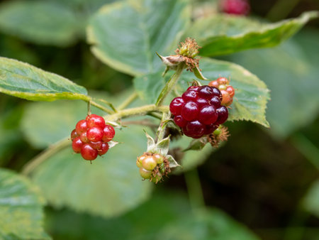 Ripe blackberries on a branch in the garden close-upの写真素材